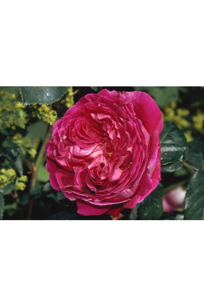 Троянда плетиста Отелло під час цвітіння